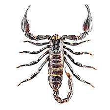 Последние твиты от scorpions (@scorpions). Identify And Control Scorpions