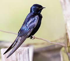 Swallows are on the move and we want your sightings. Blue Swallow Birdlife South Africa