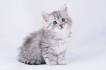 siberian kittens for sale florida, siberian kittens ...