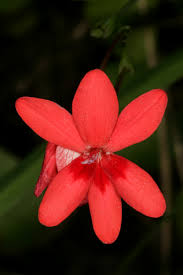 Image result for Freesia laxa