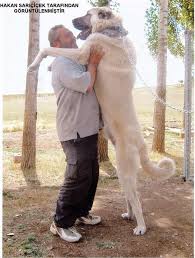 Image Detail For Kangal Dogs Kangal Sivas Kangali Kangal Dieren Panter