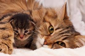 However for many owners seems to last less because sometimes. Important Facts About The Cats Pregnancy Revaluation Of Cats