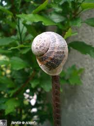 Comment Reconnaitre Les Maladies Du Camelia Le Jardinoscope Cote Pratique Les Bons Gestes A Faire Au Jardin