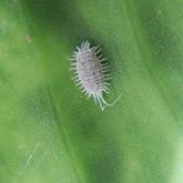 Image result for Mealybug cucumber