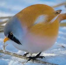 Panurus Biarmicus Pet Birds Beautiful Birds Wild Birds