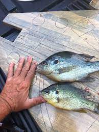 Love these ive used these twice ive caught 50 + fish and only have used 5 minnows and some large mouth bass some crappie and white bass. Richard Gene The Fishing Machine Fans Gene Fishing Twitter