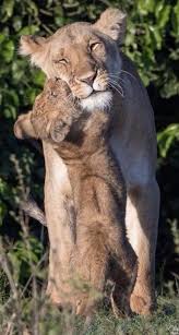 Pin By Cocoa Chocolat On Big Cats Rock Cute Animals Cute Baby Animals Animals