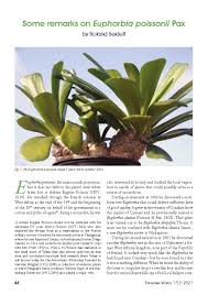 Image result for Euphorbia platyrrhiza