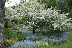 During springtime, the delicate colors of the buds and leaves of crabapple trees can be very pleasant. Posts About Malus Sargentii Tina On Rocky Dale Gardens Crabapple Tree Specimen Trees Small Trees For Garden