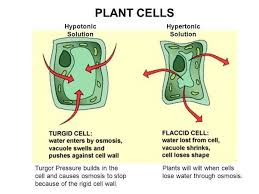 Image Result For Flaccid Cell Vs Turgid Cell Cell Wall Plant Cell Cell