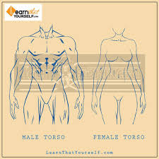 Learn about anatomy b rib cage with free interactive flashcards. Female Anatomy Comic Style Learn That Yourself