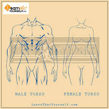 Structure of a typical rib: Female Anatomy Comic Style Learn That Yourself