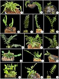 Image result for Lepisorus schraderi