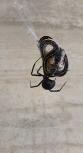 It's also good to know a few techniques for killing individual spiders you encounter, so you can keep your family safe! Black Widow Caught A Snake In Its Web Natureismetal