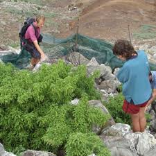 Image result for Erlangea remifolia