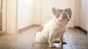 Why Is My Adult Dog Pooping In The House Suddenly