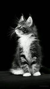 Kucing Cat Wallpaper Cats Animal Wallpaper