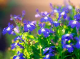 Image result for lobelia