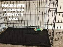 Separation anxiety is a common behavior issue in dogs, and as the name suggests, it happens when your dog or puppy is starting to stress out when you leave him alone. How To Help A Dog With Separation Anxiety It S Dog Or Nothing