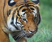 The rice is steamed and the national animal of malaysia is the endangered malayan tiger. Malayan Tiger Wikipedia