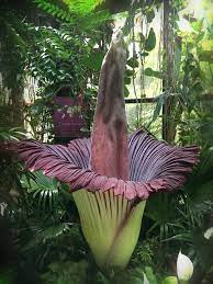 Live Rare Corpse Flower Blooming At Cleveland Metroparks Zoo Video