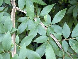 Image result for Ulmaceae