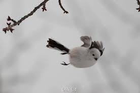 birds おしゃれまとめの人気アイデア pinterest 845 304 5246 シマエナガ 可愛い鳥 鳥 かわいい