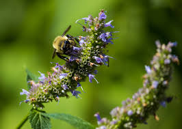 Check spelling or type a new query. Help Bees Thrive With These Top 10 Medicinal Plants In Your Garden