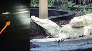 Buaya yang dipamerkan terlihat seperti dibuat dari bubur kertas oleh seniman yang belum pernah melihat buaya yang sebenarnya. Viral Penampakan Buaya Putih Di Sungai Brantas Terekam Kamera Pemancing Warga Diimbau Hati Hati Tribunnews Com Mobile