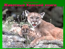 проект красная книга 2 класс окружающий мир скачать бесплатно Prezentaciya Na Temu Okruzhayushij Mir 3 Klass Zhivotnye Krasnoj Knigi Okruzhayushij Mir 3 Klass Zhivotnye Krasnoj Knigi Skachat Besplatno I Bez Registracii