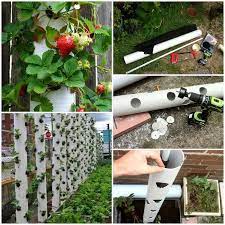 Erdbeeren (fragaria) gehören zu den beliebtesten früchten in deutschland, die auch viele gärtner gerne im garten pflanzen. Erdbeeren In Pvc Rohren Horizontal Anbauen Wir Pflanzen Erdbeeren In Horizontalen Beeten Aus Pvc Rohren