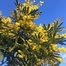 Acacia Dealbata Known As Silver Wattle Is Such A Pretty Evergreen Tree With A Profuse Yellow Floral Display In Buy Trees Online Flowering Trees Trees Online