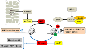 Hif welcomes calls through the national relay service if you are deaf, have a hearing impairment and/or speech impairment. Epigenetic Crosstalk Between Hypoxia And Tumor Driven By Hif Regulation Journal Of Experimental Clinical Cancer Research Full Text