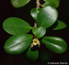 Image result for Diospyros ferrea