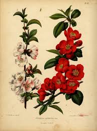 Scarlet quince™ counted cross stitch. Chaenomeles Speciosa Wikipedia