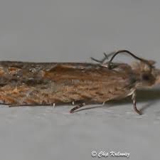 Image result for Bertiera angusiana