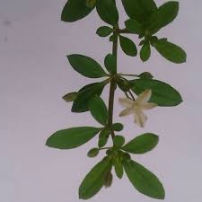 Image result for Hypertelis cerviana