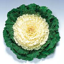 Maybe you would like to learn more about one of these? Pigeon White F1 Hybrid Ornamental Flowering Cabbage Kale Seeds Ne Seed