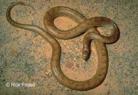 Image result for Monotes elegans