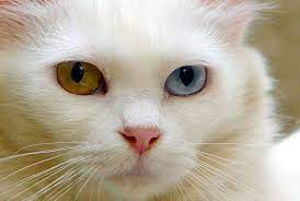 Sama seperti hewan lainnya, kucing pun memiliki beragam jenisnya, nih guys. 9 Fakta Muezza Kucing Kesayangan Nabi Muhammad Saw