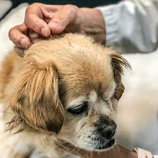 Utilizing both modalities while treating your pet means that he or she will receive all of the special health care they may need. Vet Clinic In Santa Rosa Sonoma County Ca Animal Clinic