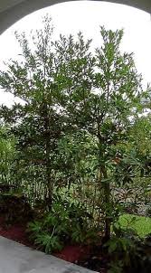 Japanese blueberry trees can be grown in tree and shrub forms. Gardeners Dirt Japanese Blueberry Tree Good Choice For Area Home And Garden Victoriaadvocate Com