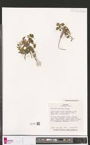 Image result for Ranunculus oreophytus