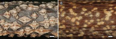 Image result for Putterlickia