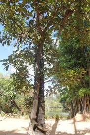 Image result for Ficus lutea