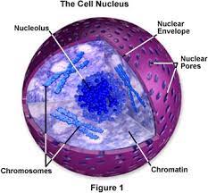 Maybe you would like to learn more about one of these? Molecular Expressions Cell Biology Animal Cell Structure Nucleus