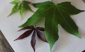 We did not find results for: Plant Identifier Apps To Id Leaves And Flowers Gardenista