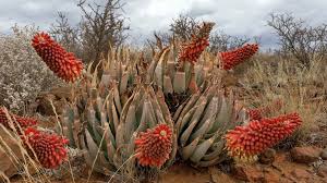 Image result for Aloe komatiensis