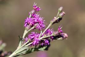 Image result for Vernonia turbinella