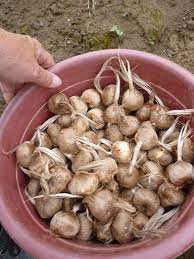 Ce site vous permettra de consulter de façon détaillée les crimes et délits enregistrés en france entre 2012 et 2019 par les services de police nationale et de gendarmerie nationale. Vente De Bulbes De Safran Institut De Genech Officiel Facebook